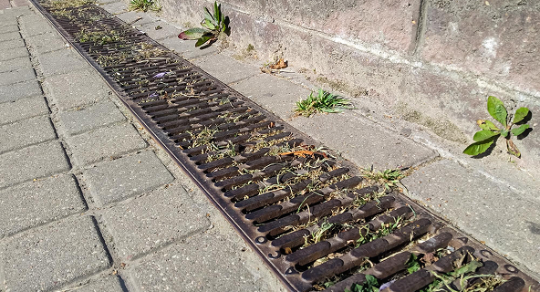 Overgrown drain pipe before storm water division services